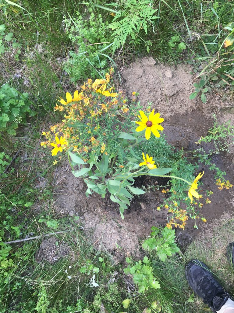transplanted Black Eyed Susan and Hypericum prolificum or shrubby St John's wort