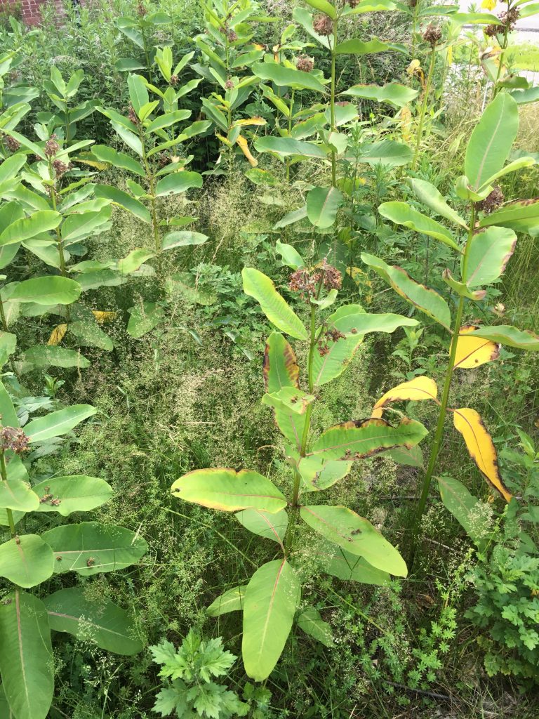 Milkweed in front yard, 32M east side.
