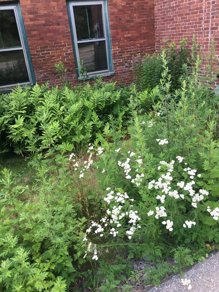 Yarrow.