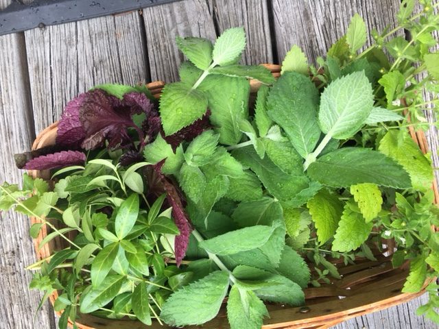 Printer's Tea herbs