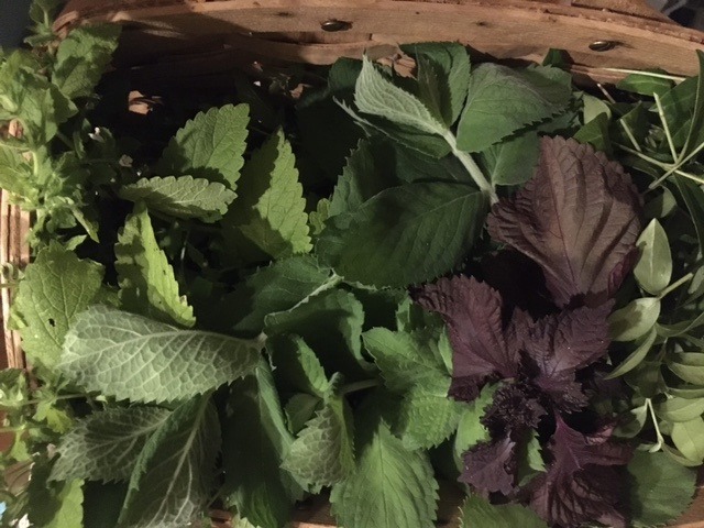 Herbs: mint, lemon balm, perilla, ground ivy & periwinkle.